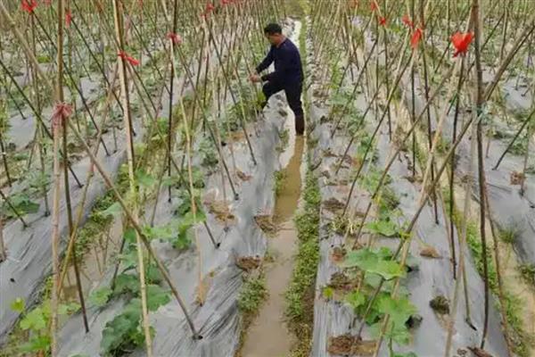 小丝瓜为何会发黄脱落，大多是授粉不良、水分不足等因素所致
