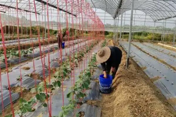小丝瓜为何会发黄脱落，大多是授粉不良、水分不足等因素所致
