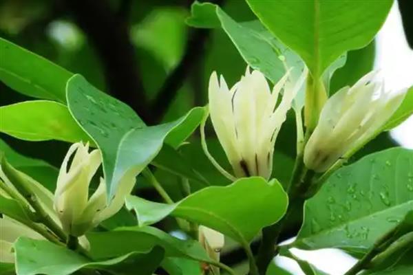 白兰花叶片发黄如何处理，缺少光照需养在阳台等光照充足的地方