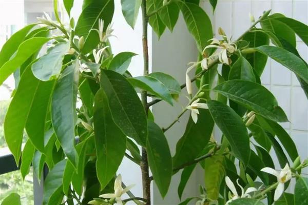 白兰花叶片发黄如何处理，缺少光照需养在阳台等光照充足的地方