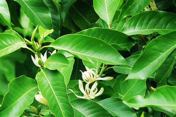 白兰花叶片发黄如何处理，缺少光照需养在阳台等光照充足的地方