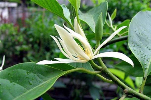 白兰花叶片发黄如何处理，缺少光照需养在阳台等光照充足的地方