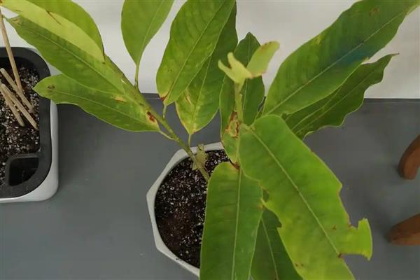 白兰花叶片发黄如何处理，缺少光照需养在阳台等光照充足的地方