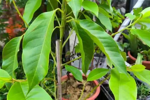 白兰花叶片发黄如何处理，缺少光照需养在阳台等光照充足的地方