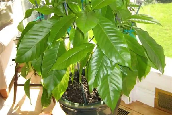 白兰花叶片发黄如何处理，缺少光照需养在阳台等光照充足的地方