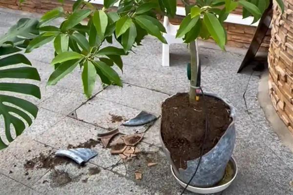 白兰花叶片发黄如何处理，缺少光照需养在阳台等光照充足的地方