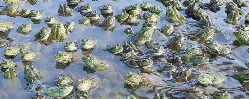 如何养殖牛蛙，每天早晚投喂一次