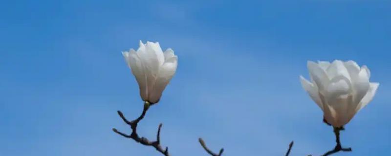 玉兰花在哪个季节开放，会在冬季开花