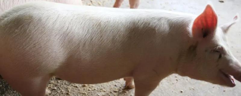 养猪如何让它们快速生长，夏天要多喂蛋白质含量高的饲料