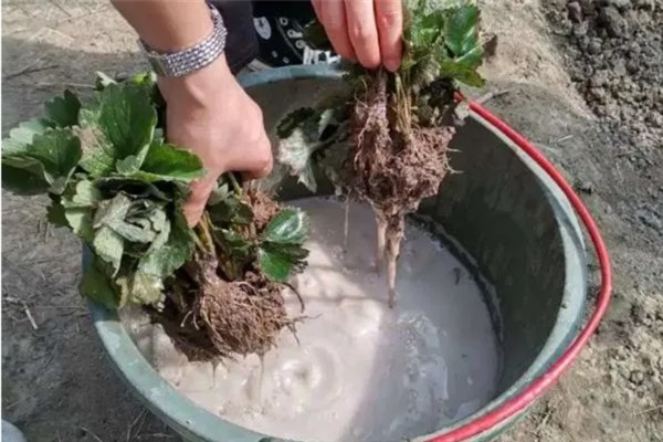 微生物菌剂有什么作用，能起到提高产量、改善品质等效果