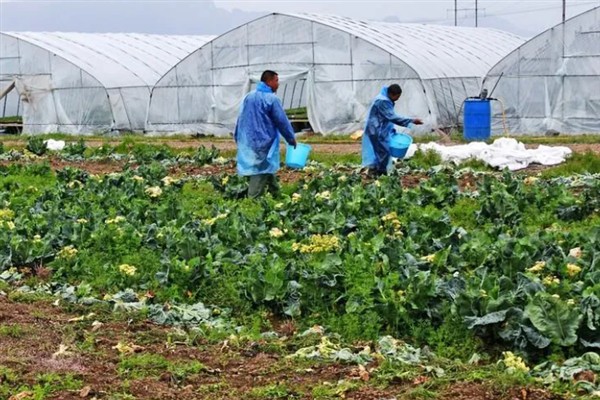 微生物菌剂有什么作用，能起到提高产量、改善品质等效果