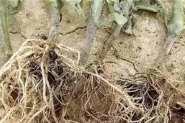 番茄茎基腐病如何防治，首先要选择抗病品种