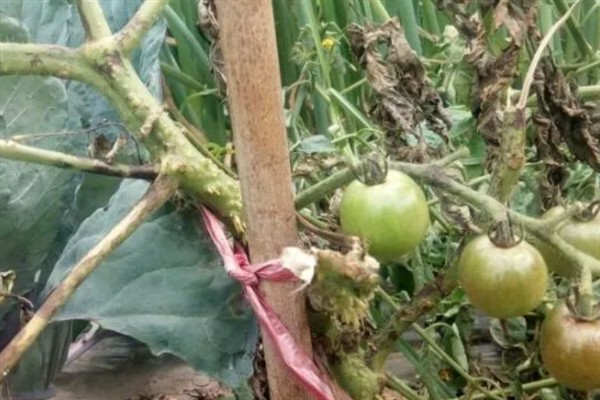 番茄茎基腐病如何防治，首先要选择抗病品种