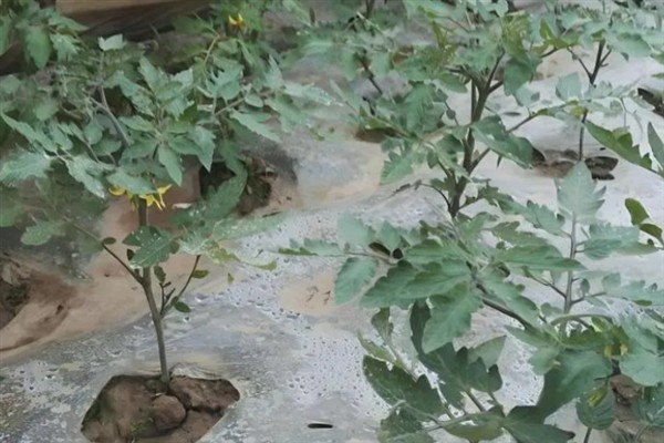 番茄茎基腐病如何防治，首先要选择抗病品种
