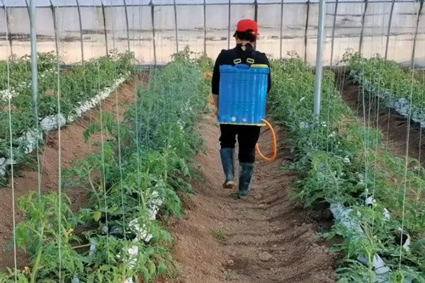 番茄茎基腐病如何防治，首先要选择抗病品种