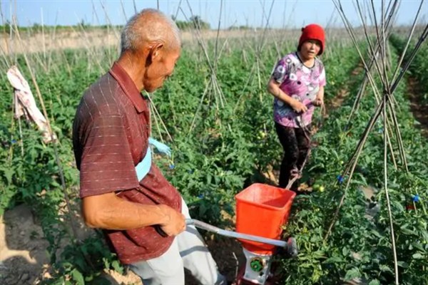 番茄茎基腐病如何防治，首先要选择抗病品种