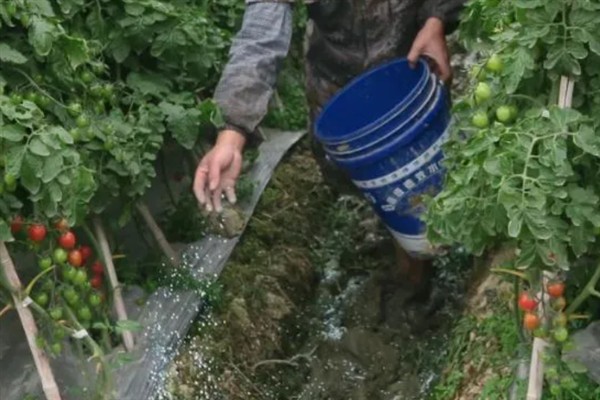 番茄茎基腐病如何防治，首先要选择抗病品种