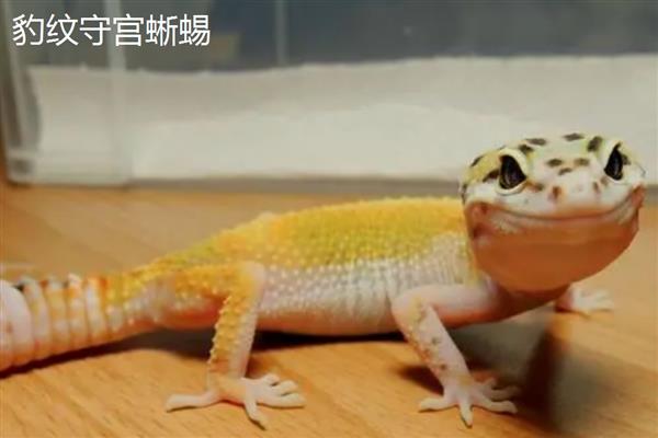 蜥蜴有没有脊椎，蜥蜴有脊椎