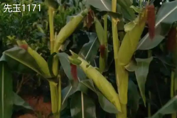 南方种什么品种的玉米产量高，推荐先玉1171、豫中玉99等