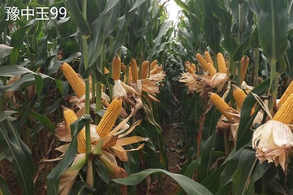 南方种什么品种的玉米产量高，推荐先玉1171、豫中玉99等