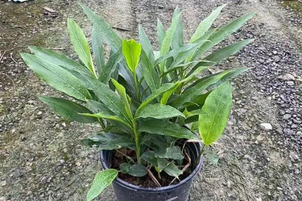 如何种出姜花,播种后放在半阴通风处养护