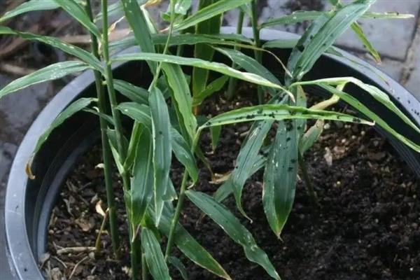 如何种出姜花,播种后放在半阴通风处养护