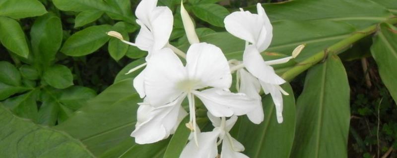 如何种出姜花,播种后放在半阴通风处养护