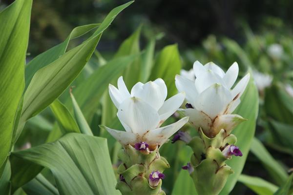 如何种出姜花,播种后放在半阴通风处养护