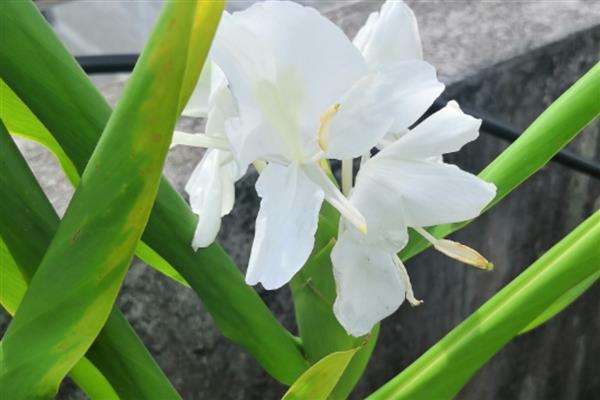 如何种出姜花,播种后放在半阴通风处养护