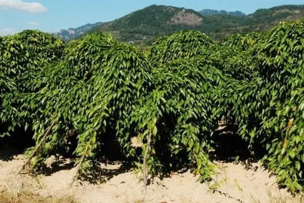 淮山药和铁棍山药的区别，产地和口感均不同
