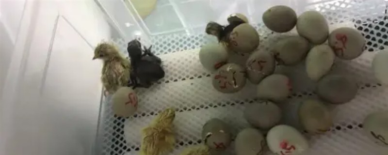 芦丁鸡孵化所需时间，经过16天左右便可出壳