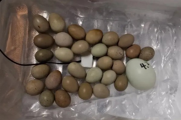 芦丁鸡孵化所需时间，经过16天左右便可出壳