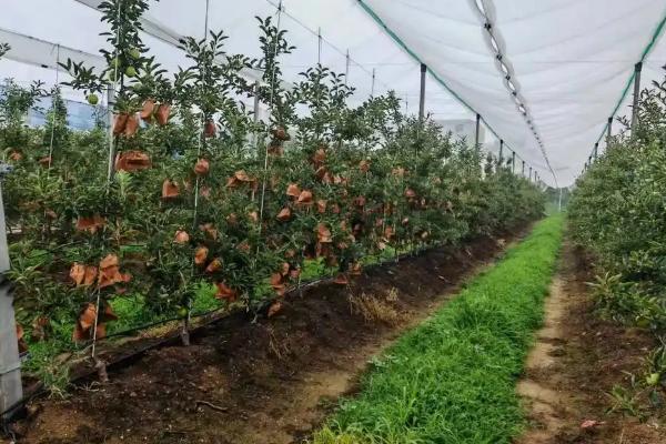 苹果为什么发生烂果病,大多是受到病菌感染、连续遇到阴雨天等因素引起