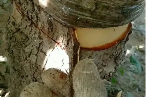 苹果为什么发生烂果病,大多是受到病菌感染、连续遇到阴雨天等因素引起