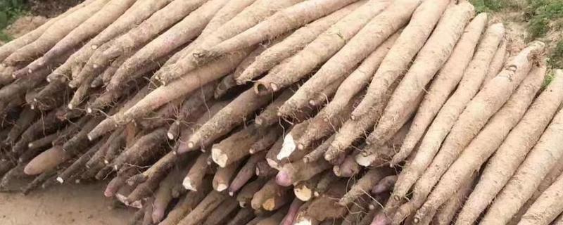 淮山药和铁棍山药的区别，产地和口感均不同