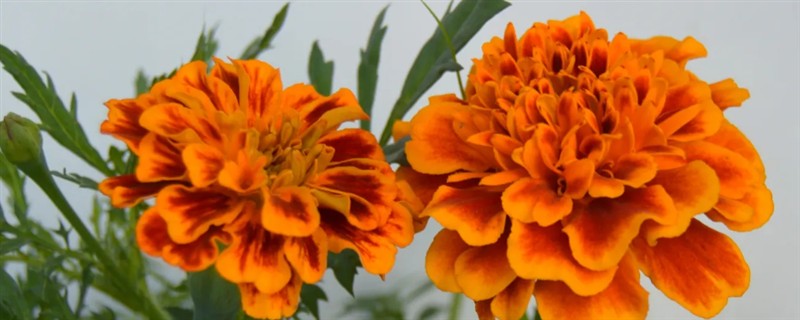 孔雀草的花语，寓意爱的契约、兴高采烈等