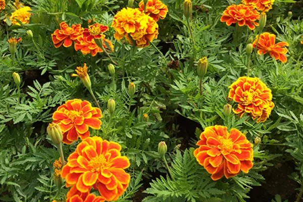孔雀草的花语，寓意爱的契约、兴高采烈等