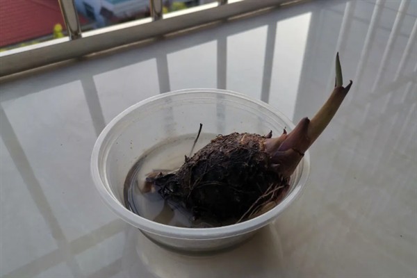 如何水培芋头，水量只需达到芋头高度的二分之一