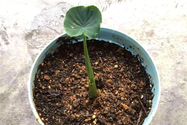 如何水培芋头，水量只需达到芋头高度的二分之一