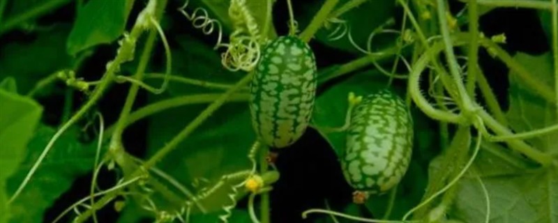 拇指西瓜的种植方法，种植时间一般是在夏