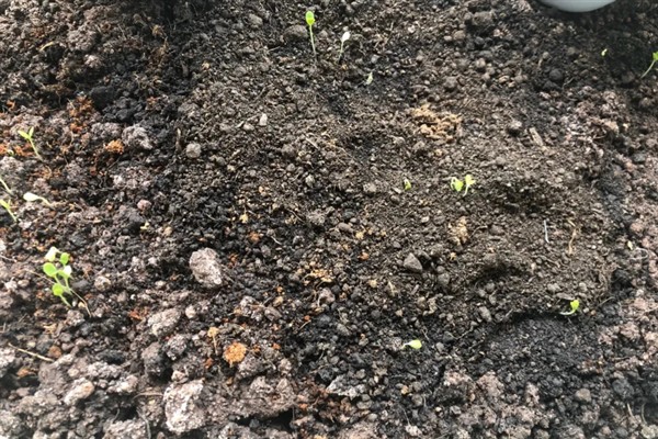 拇指西瓜的种植方法，种植时间一般是在夏