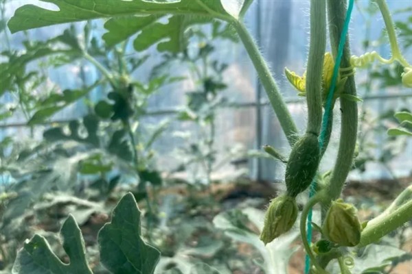 拇指西瓜的种植方法，种植时间一般是在夏