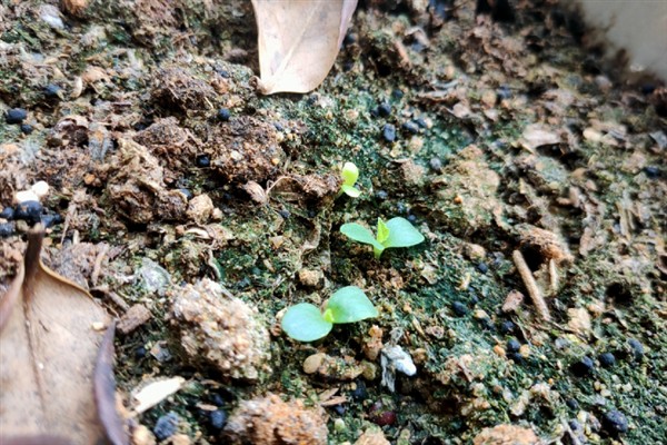 拇指西瓜的种植方法，种植时间一般是在夏