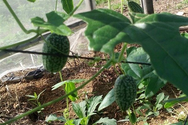拇指西瓜的种植方法，种植时间一般是在夏