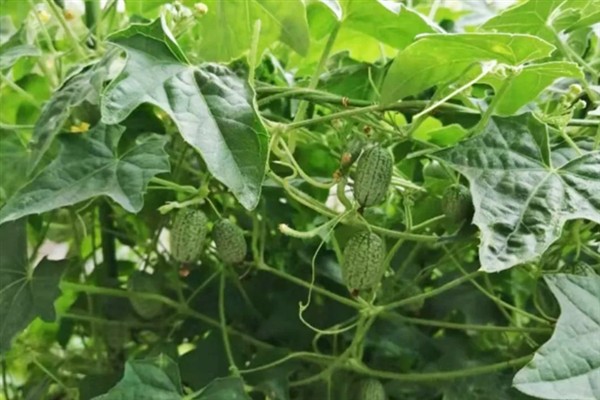 拇指西瓜的种植方法，种植时间一般是在夏