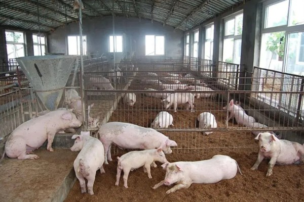 养猪如何让它们快速生长，夏天要多喂蛋白质含量高的饲料