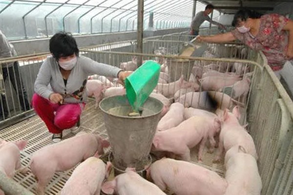 养猪如何让它们快速生长，夏天要多喂蛋白质含量高的饲料