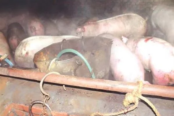 养猪如何让它们快速生长，夏天要多喂蛋白质含量高的饲料