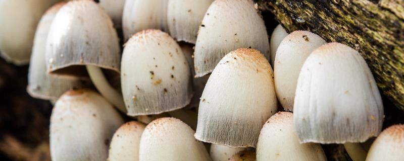 草菇怎么种植，将菌种撒在稻草上再覆土覆膜