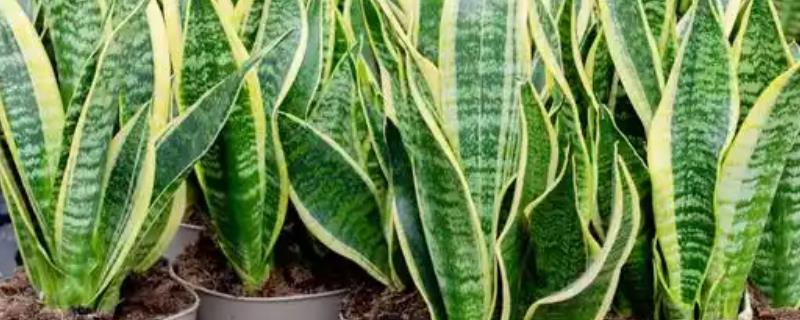 金边虎皮兰怎么养殖，春秋冬季要将其放在采光好的位置